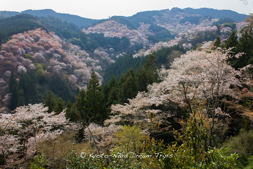japan 桜 sakura cherryblossoms nara 吉水神社 kiimountains yoshimizushrine yoshinodistrict yoshinomountain 紀伊山地