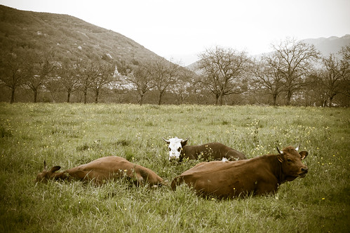 sleeping trois spring cows printemps vaches springishere pré agreste lesbeauxjours couchées ruminent