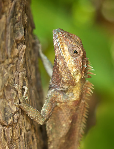 thailand lizard