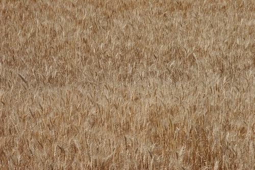 Palouse Wheat