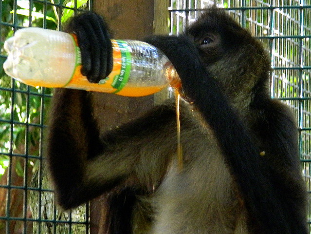 2011 HONDURAS-367 ROATAN ISLAND Monkey 洪都拉斯 罗阿坦岛 猴子