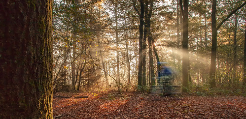 autumn sun speed woods herfst bos zon sunbeams fietser