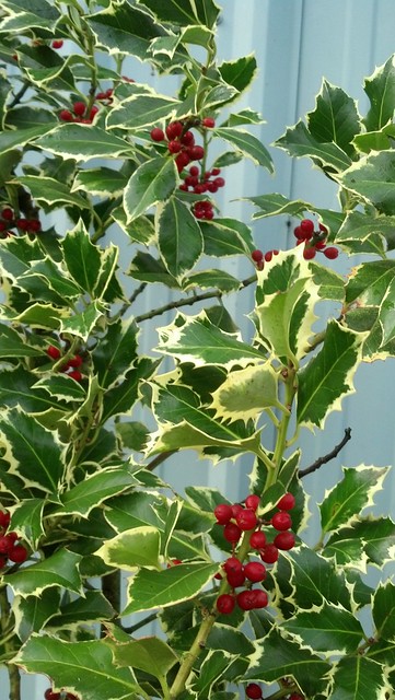 varigated and green holly