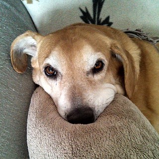 Lazy Saturday morning #nofilter #dogstagram #houndmix #rescued #adoptdontshop #instadog #cute #ilovemydogs