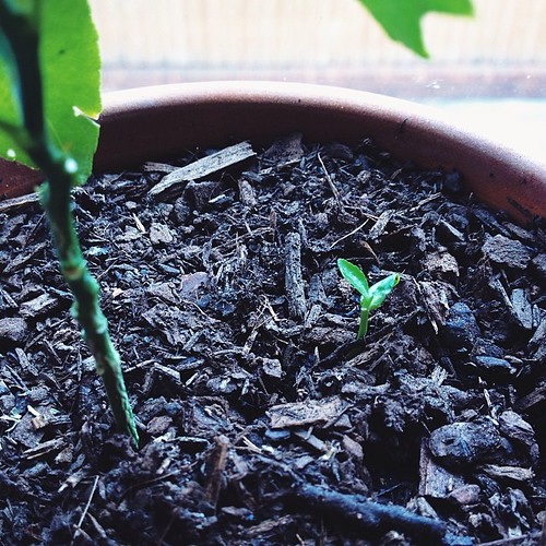 Sprouted kafir lime seed repotted with the finger lime #greenishthumb  #growyourown #windowsillgardening #urbangardening #growitlocal #vsco #vscocam