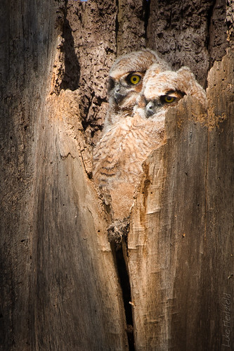 tree birds nest wildlife hollow fledgling birdofprey greathornedowl owlet sidecut maumeeohio toledoareametroparks