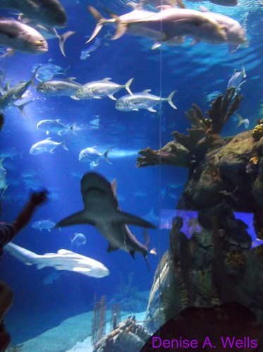 aquarium shark sharks omahanebraska animalsatthezoo sharksighting deniseawells beautifulaquarium henrydoorlyzooandaquarium zooinomahane sharktunnelatthehenrydoorlyzooinomaha sharktunnelzoo suzanneandwalterscottaquarium