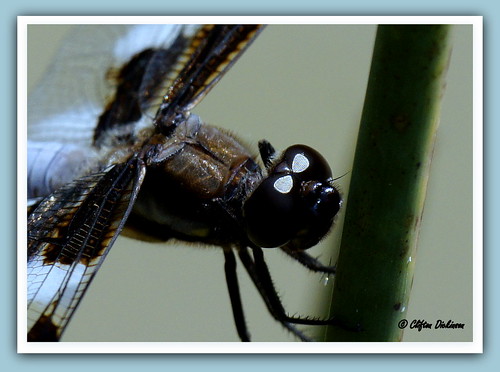 compound wings eyes transparent skimmer