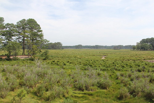 virginia marsh assateagueisland woodlandtrail chincoteaguenationalwildliferefuge
