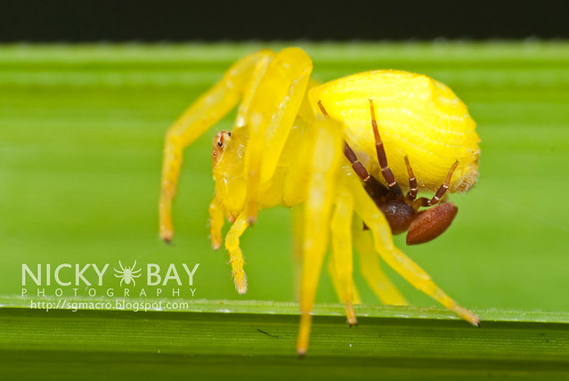 Crab Spiders mating (Thomisidae) - DSC_7452