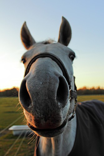 portrait horse animal closeup germany nose europe head ears