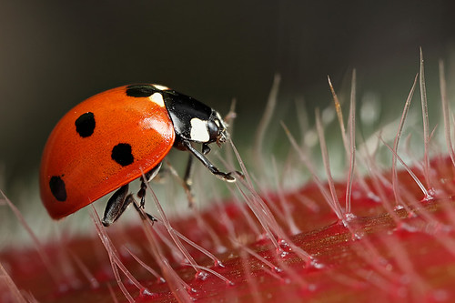 7-spot ladybird on stilts