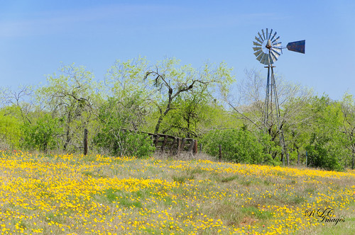 windmill texas wildflowers wilsoncounty cr3335