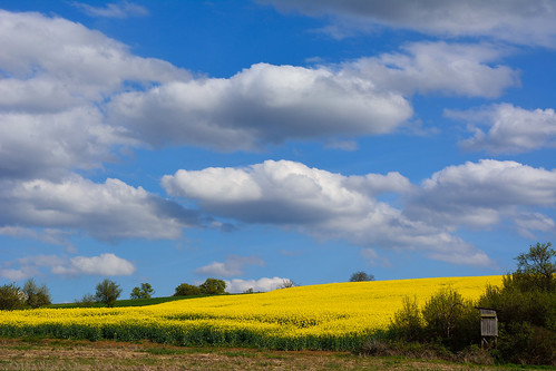 blue sky cloud white nature yellow jaune landscape nikon contemporary sigma bleu ciel nuages paysage blanc colza d7100 1770f284dcoshsmc