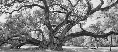 old trees tree oak ancient louisiana southern liveoak oaks historica