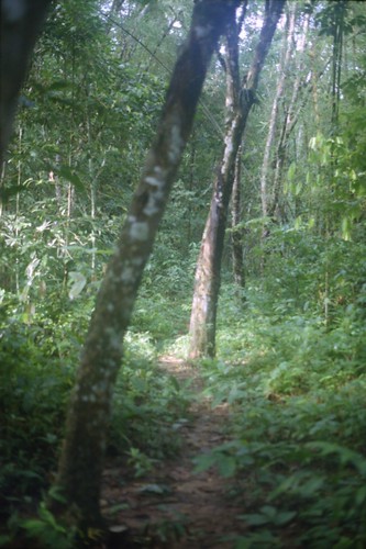 film nature forest 50mm minolta kodak yan malaysia 100 analogue kedah 2012 x700 rokkor penangtrip ƒ17 profotoxl