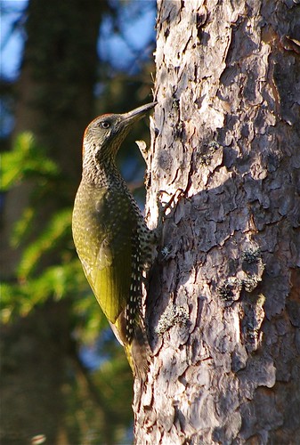 picusviridis greenwoodpecker hycklinge gröngöling grønspætte