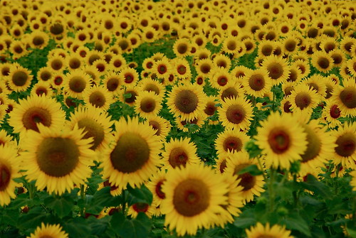 summer sunflowers sunflower provence été tournesol tournesols vaucluse sunflowerfield champdetournesols