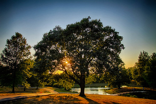 sunset tree pond kansas shawneemissionpark
