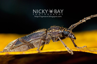 Longhorn Beetle (Cerambycidae) - DSC_6008
