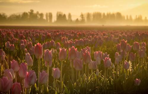 morning sunrise golden washington glow tulips farm fields mountvernon tulipfestival laconnor jeffcarlson