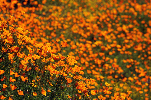 california orange sun californiapoppies elportal southforkmercedriver hitecovetrail april2012