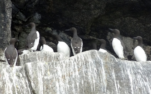 Common murre - best place to see orcas in alaska