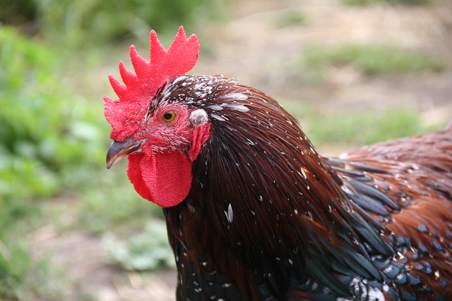 rooster stinkeye