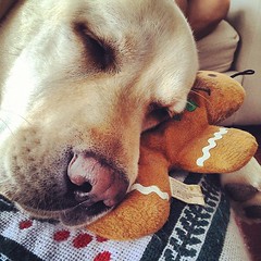 Nap time with ginger bread buddy 