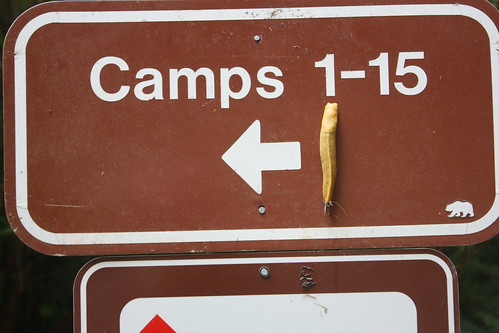 camping vacation bananaslug genusariolimax 2012humboldtcoasttrip