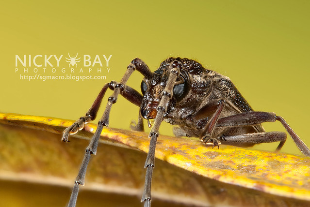 Longhorn Beetle (Cerambycidae) - DSC_6019
