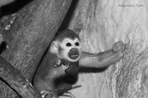 bw monkey squirrelmonkey monoardilla zoochilpan