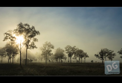autumn trees sun fog forest au australia queensland yamanto grasstreephotography autumnsafari