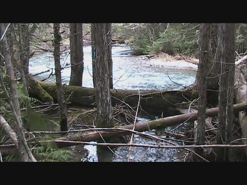 cold nature water creek landscape montana wilderness