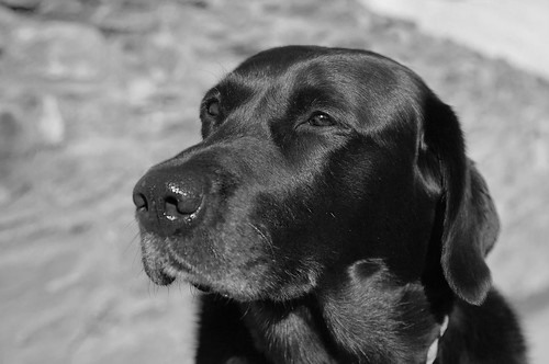 A much loved dog in our family. Is this portrait better in black & white or full colour?