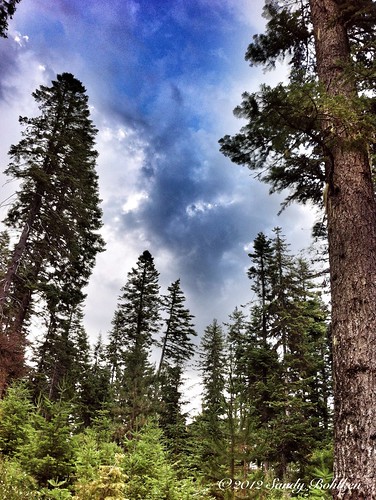 blue trees clouds oregon iphone
