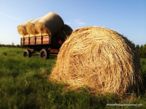 Hay Time