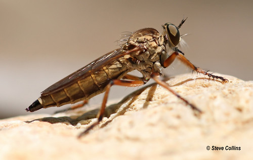 ar robberfly asilidae clarkcounty machimus machimusantimachus