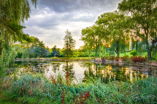 trees color tree water sunrise pond colorful capecod brewster brewsterma