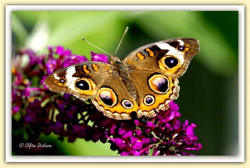 butterfly garden buckeye my