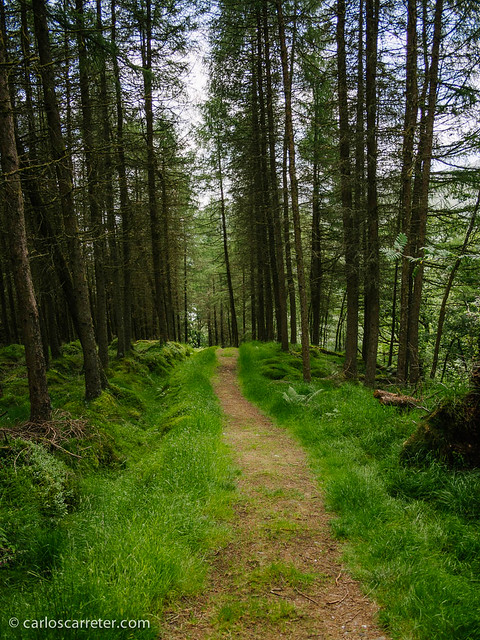 Bosque de Cruach Tarbeirt