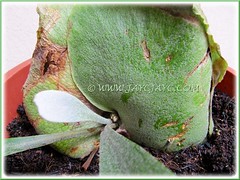Successful propagation of a Staghorn Fern (Platycerium bifurcatum) with close-up view of the new emerging fertile frond, 6cm long - July 1 2012