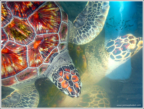 Turtles at Phuket Aquarium
