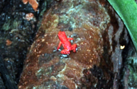 Una de las dos ranas rojas que pude ver aunque se escuchan cientos de ellas Una de las dos ranas rojas que pude ver aunque se escuchan cientos de ellas