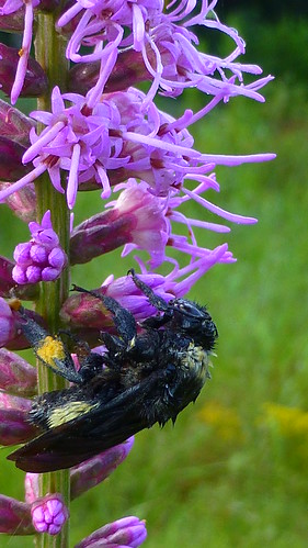 critter bee blazingstar pollinator