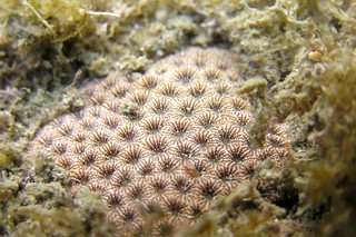 偽絲珊瑚群體（莊曜陽攝）