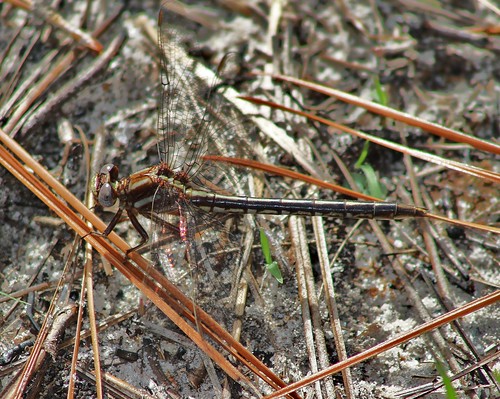 dragonfly tx odonata jaspercounty gomphuslividus ashyclubtail angelinanationalforest angelinaforest boykinsprings