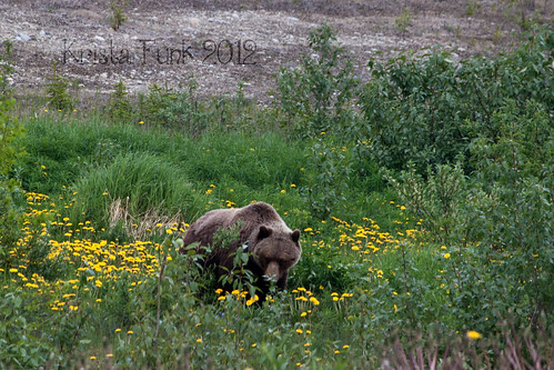 flowers wildlife bears dandelions grizzlybears hainesroad