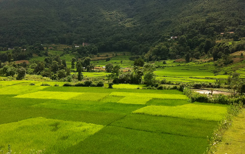nepal paddyfields lalitpur bungamati photosofnepal