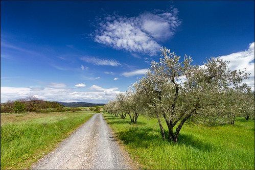 road travel sky italy cloud tree nature landscape outdoors vanishingpoint italia grove path country olive hills growth tuscany toscana 1022mm countryroad tranquillity mountainroad traveldestinations pomarance